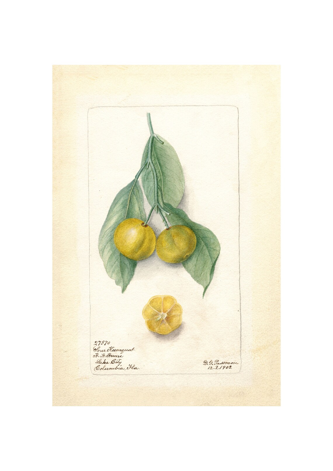 Sour Kumquat Antique Pomological Watercolor 1902 Citrus Art Poster