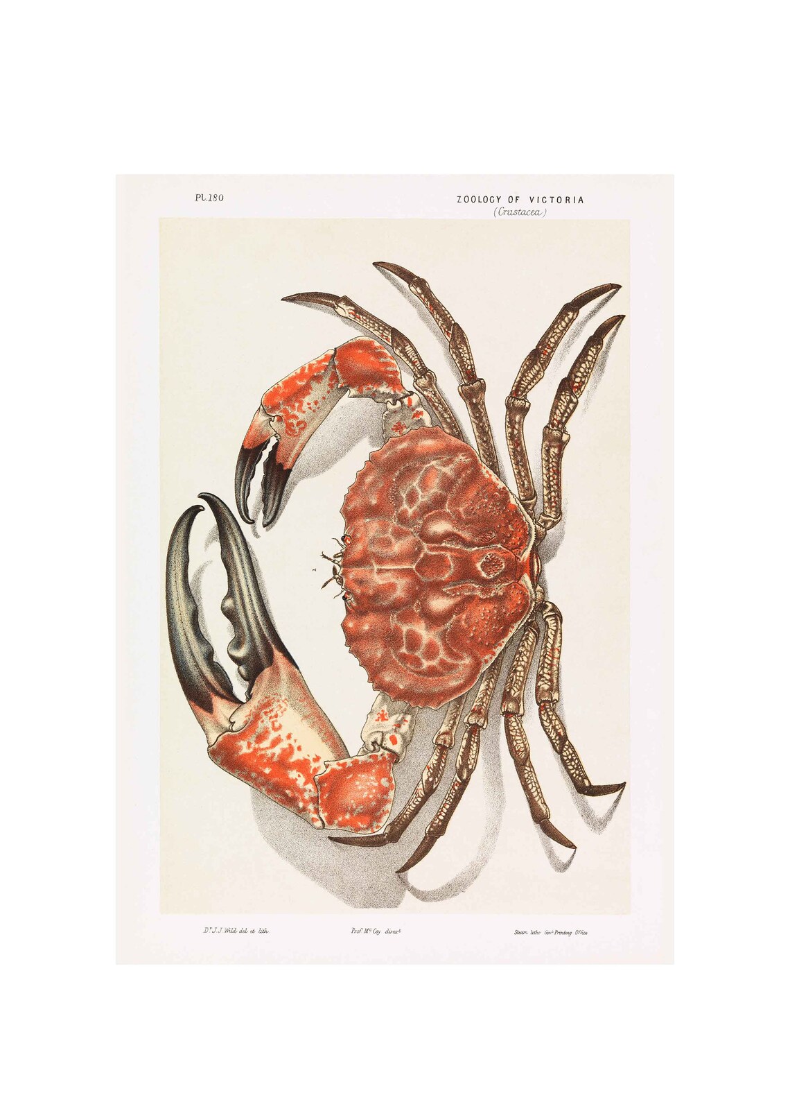 Tasmanian Giant Crab Zoology of Victoria Vintage Crustacean Poster