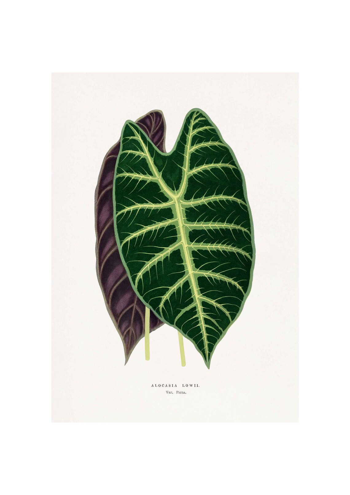 Alocasia Lowii Var Picta Vintage Botanical Leaf Illustration Poster