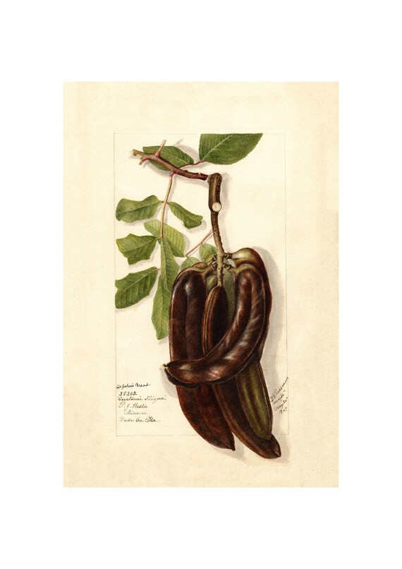 Pomological Watercolor Collection Carob Tree St Johns Bread C 1886 1916 Giclee Fine Art Print Framedunframedcanvas