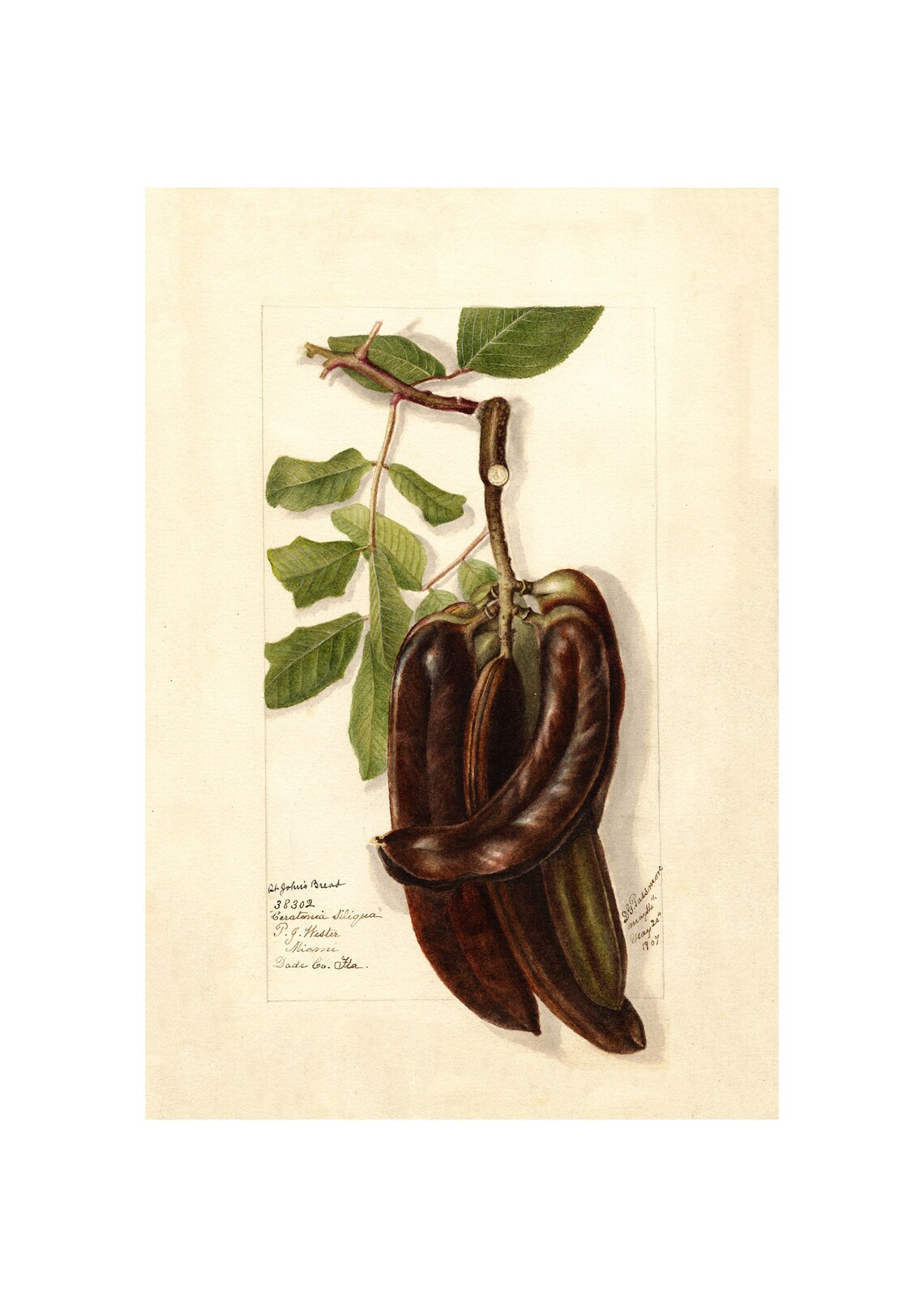 Pomological Watercolor Collection Carob Tree St Johns Bread C 1886 1916 Giclee Fine Art Print Framedunframedcanvas