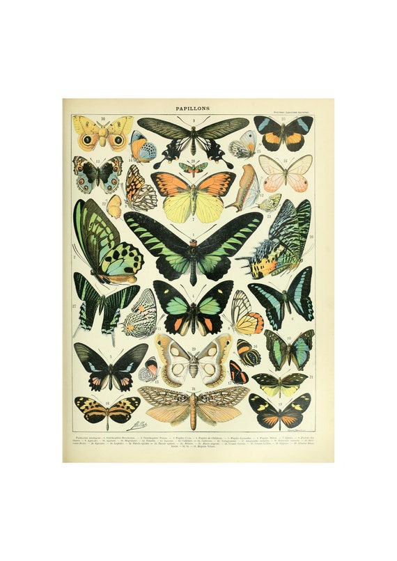 Butterflies Vintage Lithograph