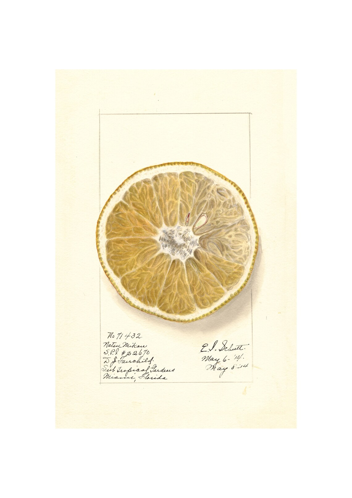Natsu Mikan Citrus Cross Section Antique Watercolor 1914 Art Poster