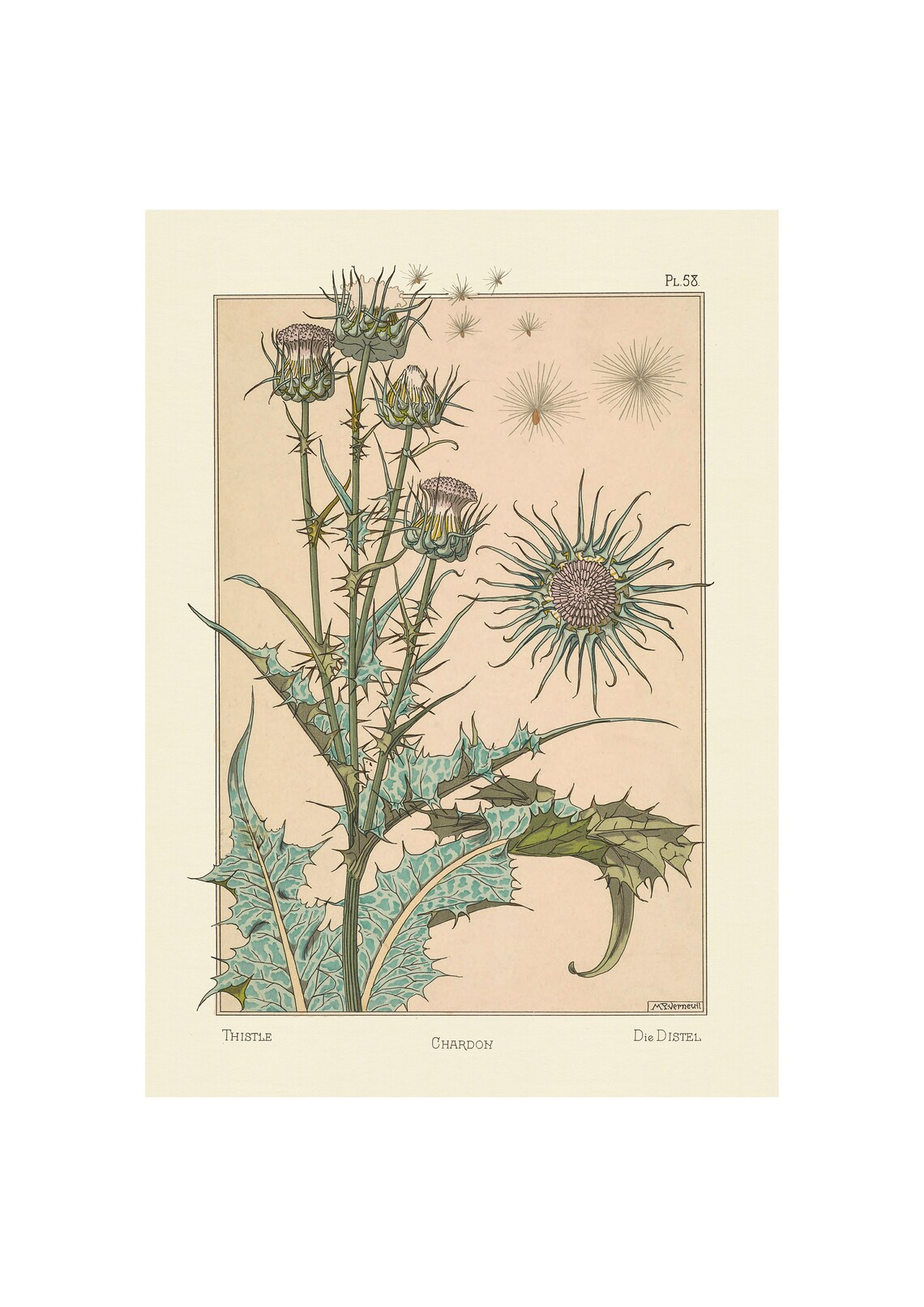 Plants and Their Application to Ornament Thistle, 1896