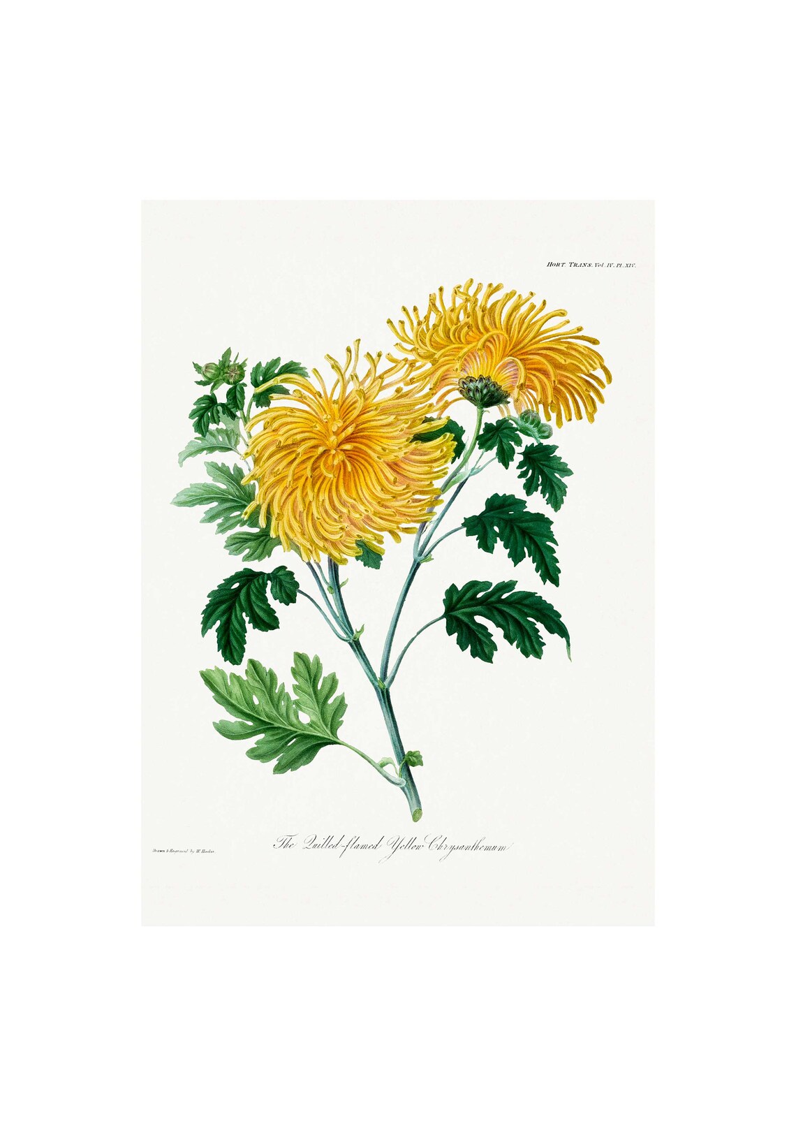 Chrysanthemums Antique Lithograph, Vintage Botanical Art Print