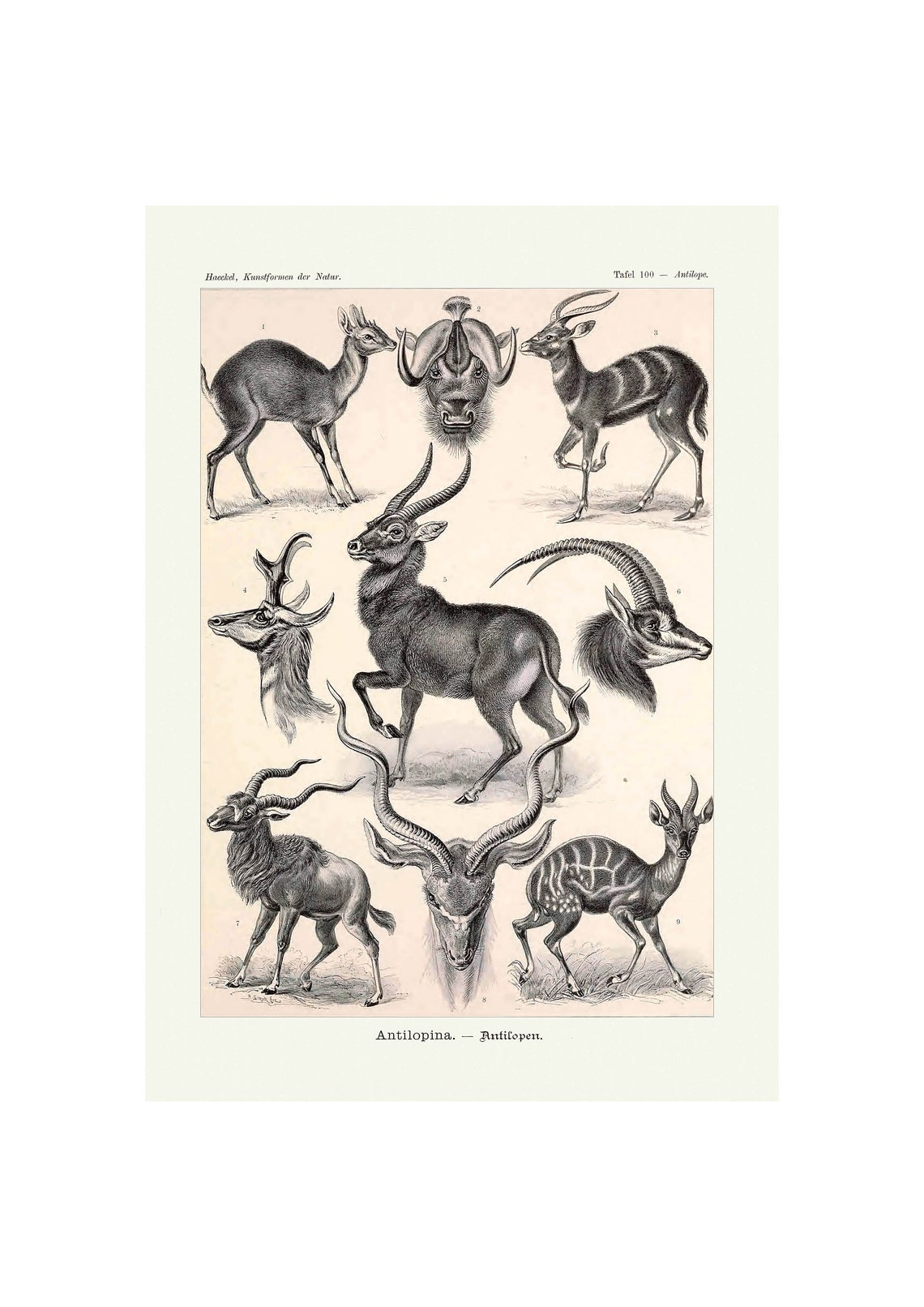 Ernst Haeckel Antilopina Antelope Engraving Vintage Science Poster