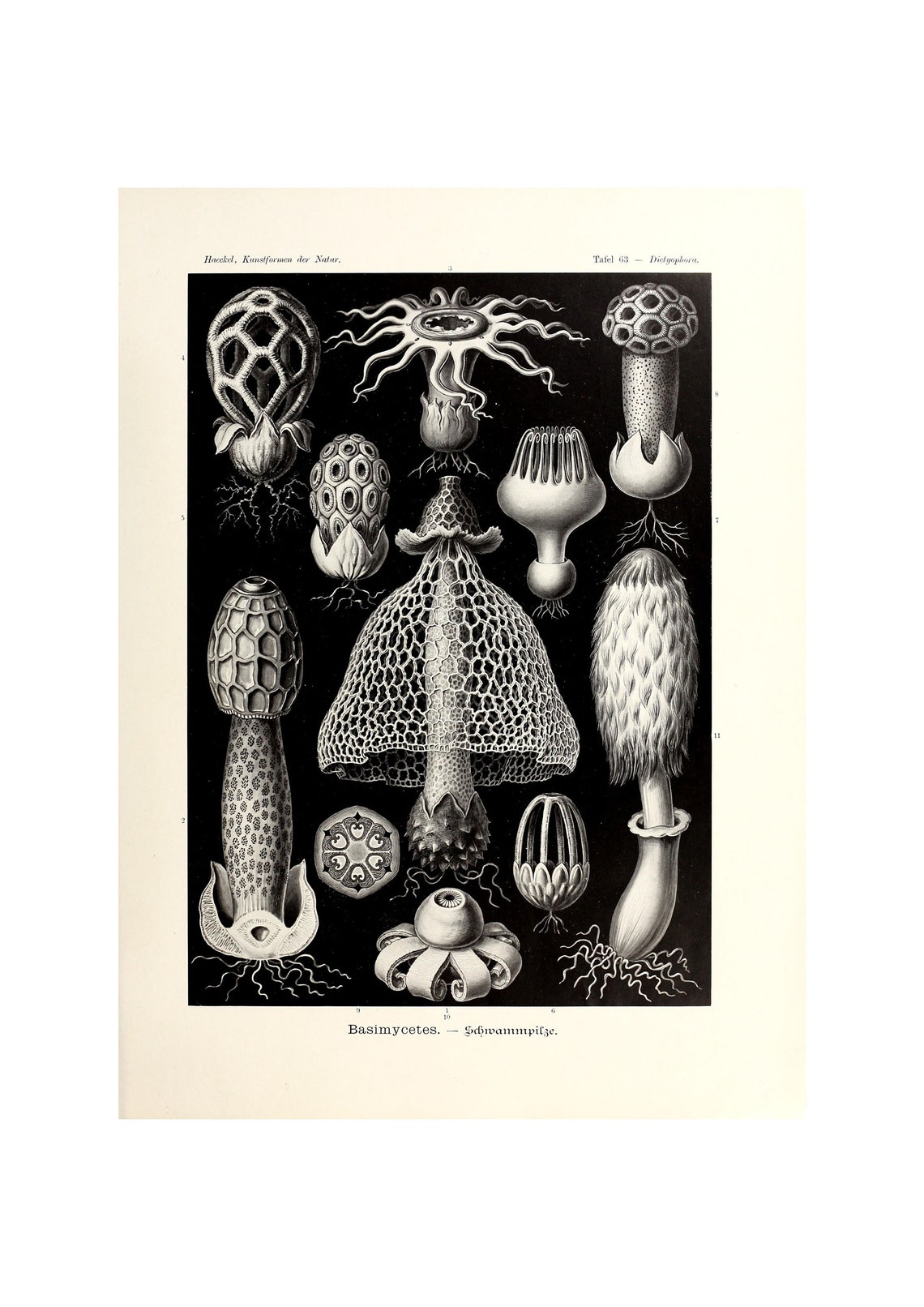 Ernst Haeckel Basimycetes Mushroom Black Background Science Poster