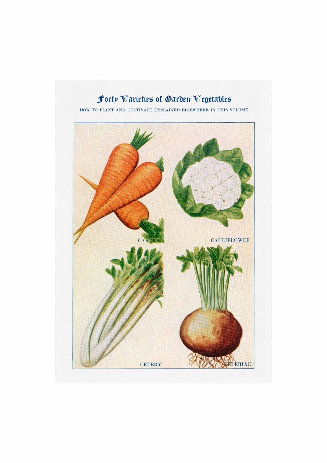 Carrots Celery Cauliflower Celeriac Vintage Poster