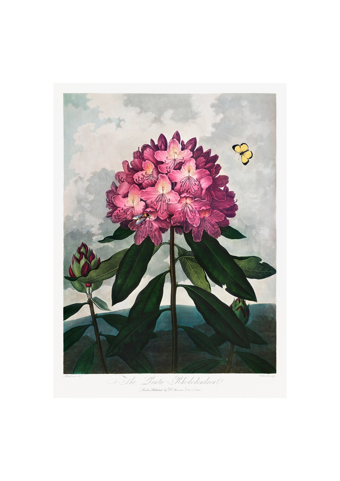 Pontic Rhododendron Antique Lithograph, Art Print