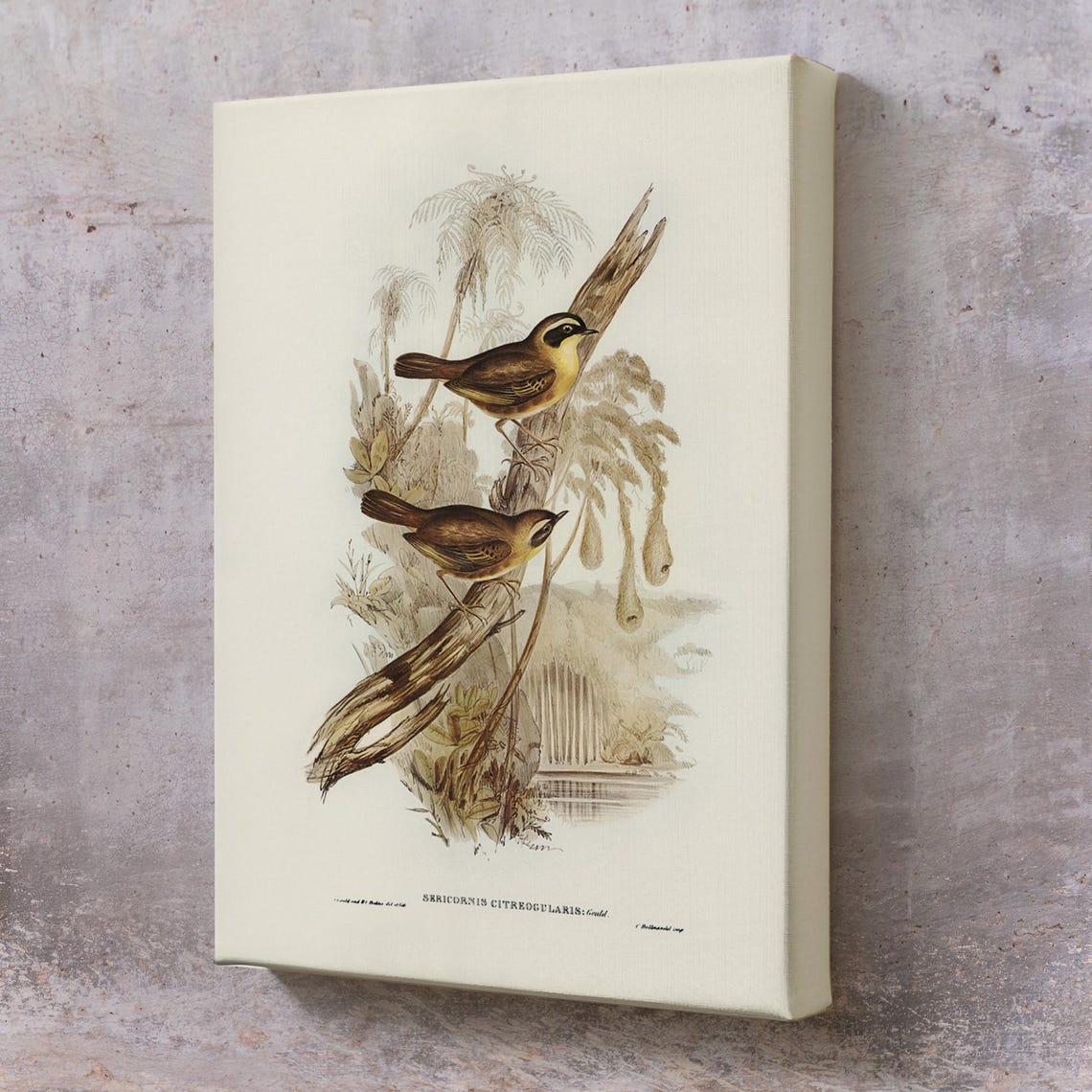 Vintage Songbird Ornithology Illustration Classic Bird Study Art Print