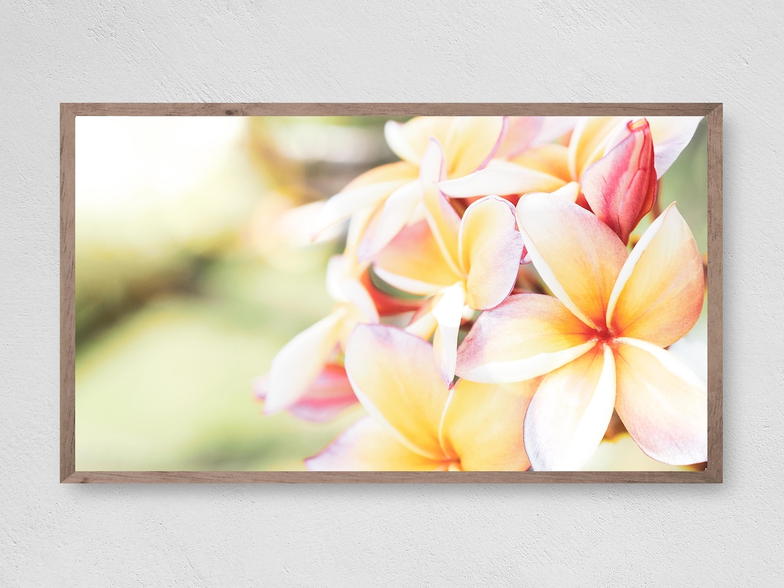 Hawaiian Plumeria Art Print, Tropical Delight
