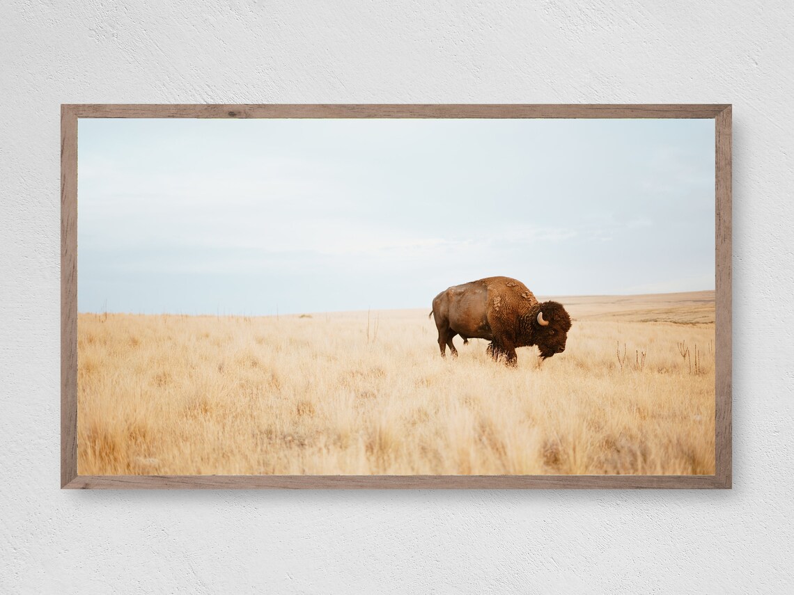 Instant Field Buffalo Art Print