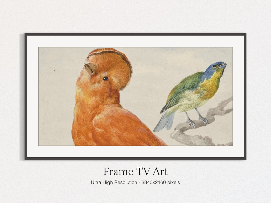 Vintage Exotic Birds Illustration Orange and Blue Bird Pair Art Print - Image 5