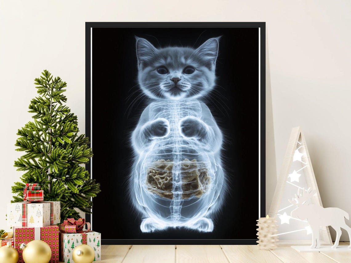 Cute Kitten X Ray Skeleton Anatomy Glowing Black Background Art Poster