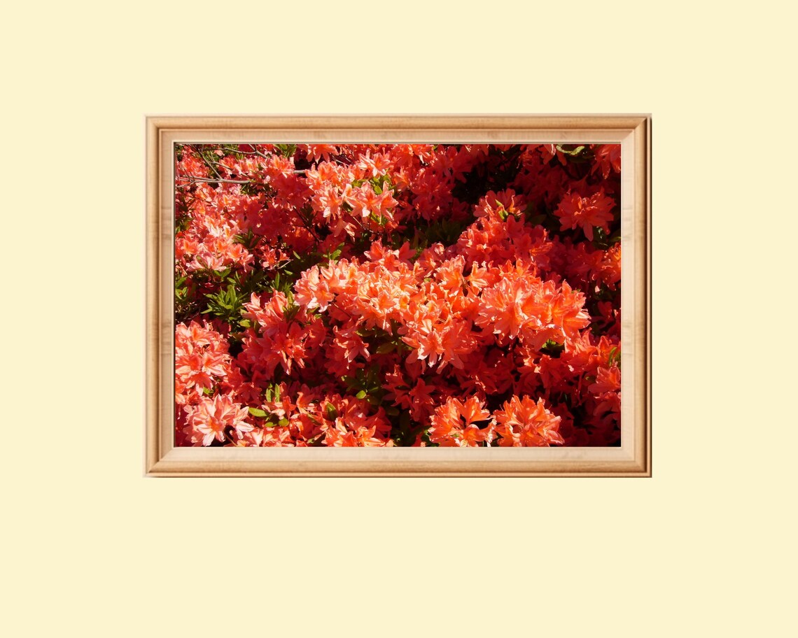 Blooming Rhododendron Bush, Botanical Floral Print