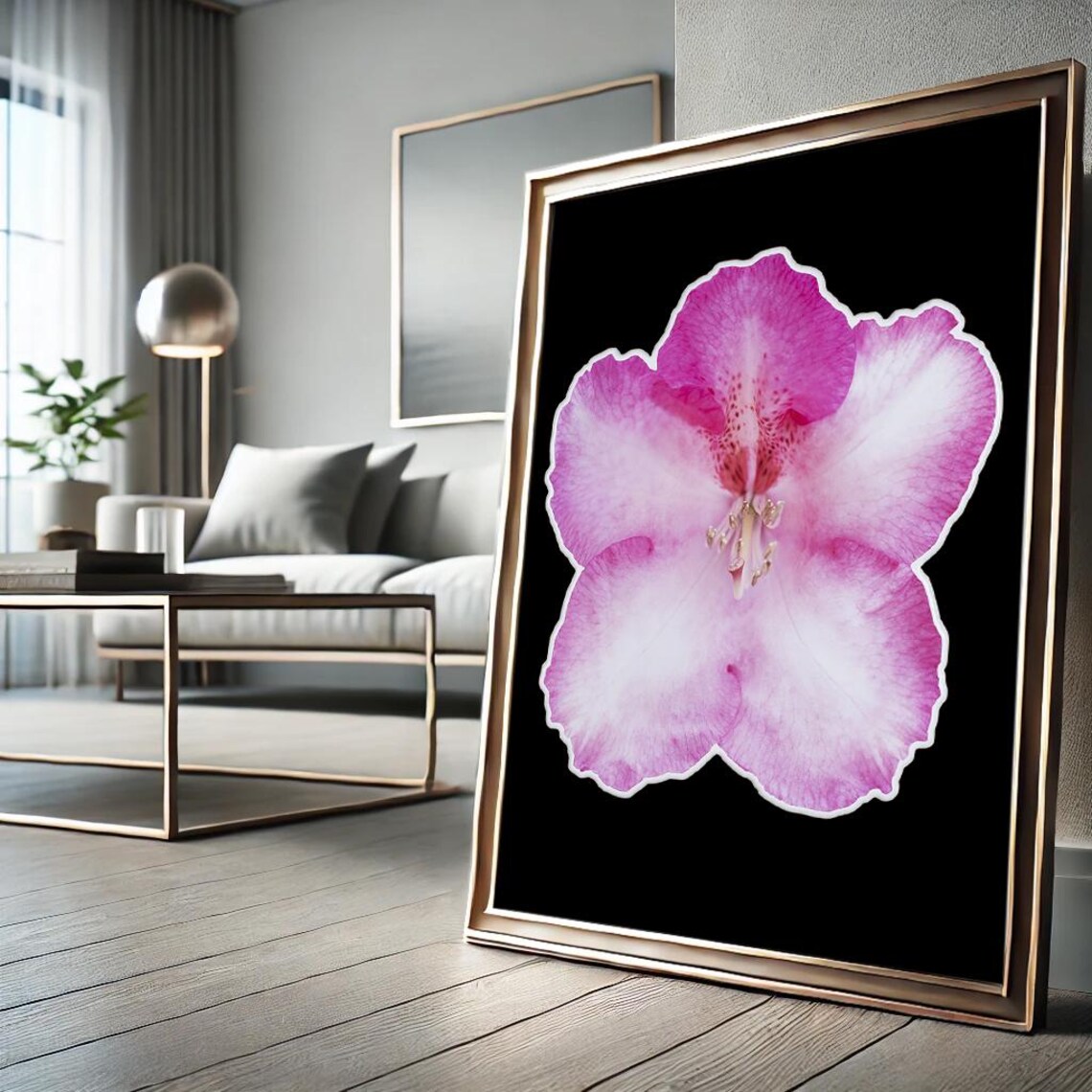 Pink Rhododendron Flower Close Up on Black Background Poster
