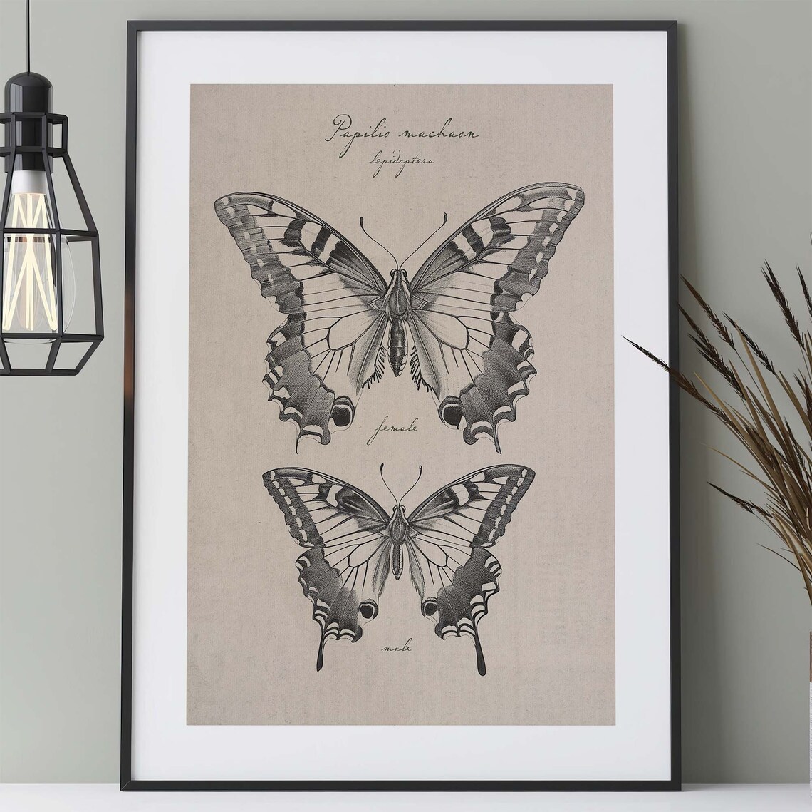 Butterfly Vintage Poster, Swallowtail Butterfly Art Print
