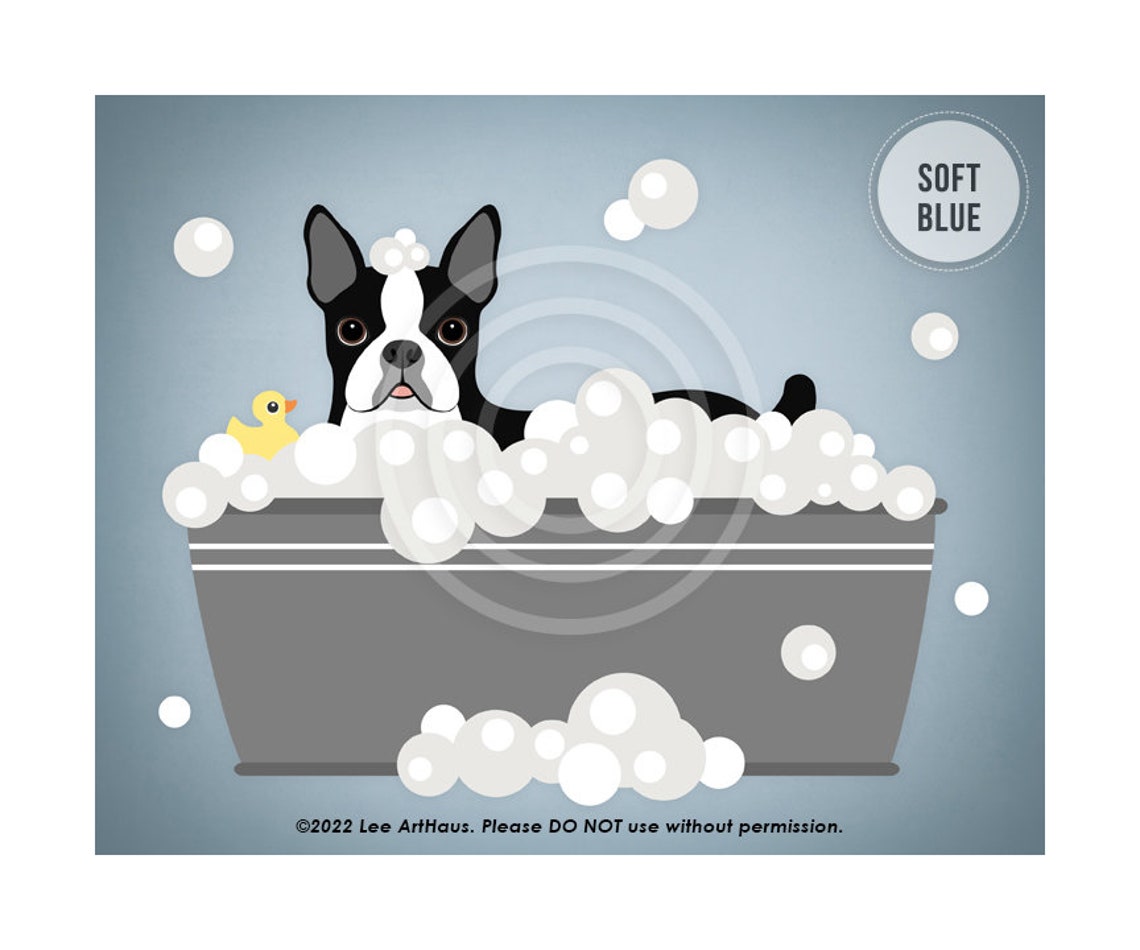 Boston Terrier Gray Tub Bubble Bath Duck Blue Watercolor Dog Poster - Image 2