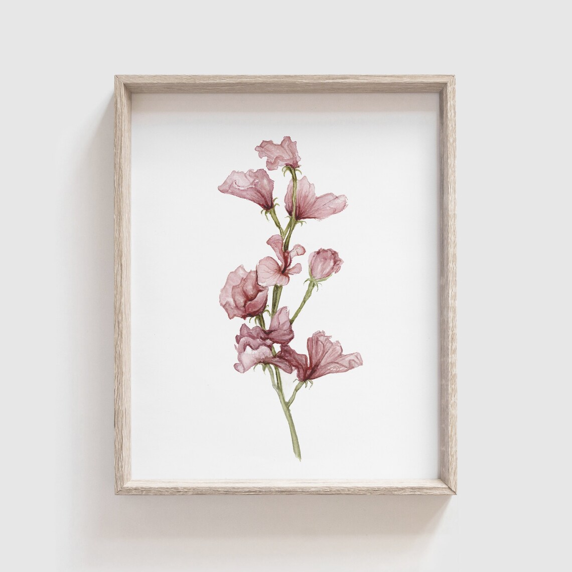 Sweet Pea Flower Watercolor Art Print, Floral Decor