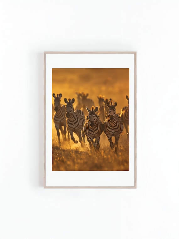 Zebra Herd Running Toward Camera At Golden Sunset Safari Poster