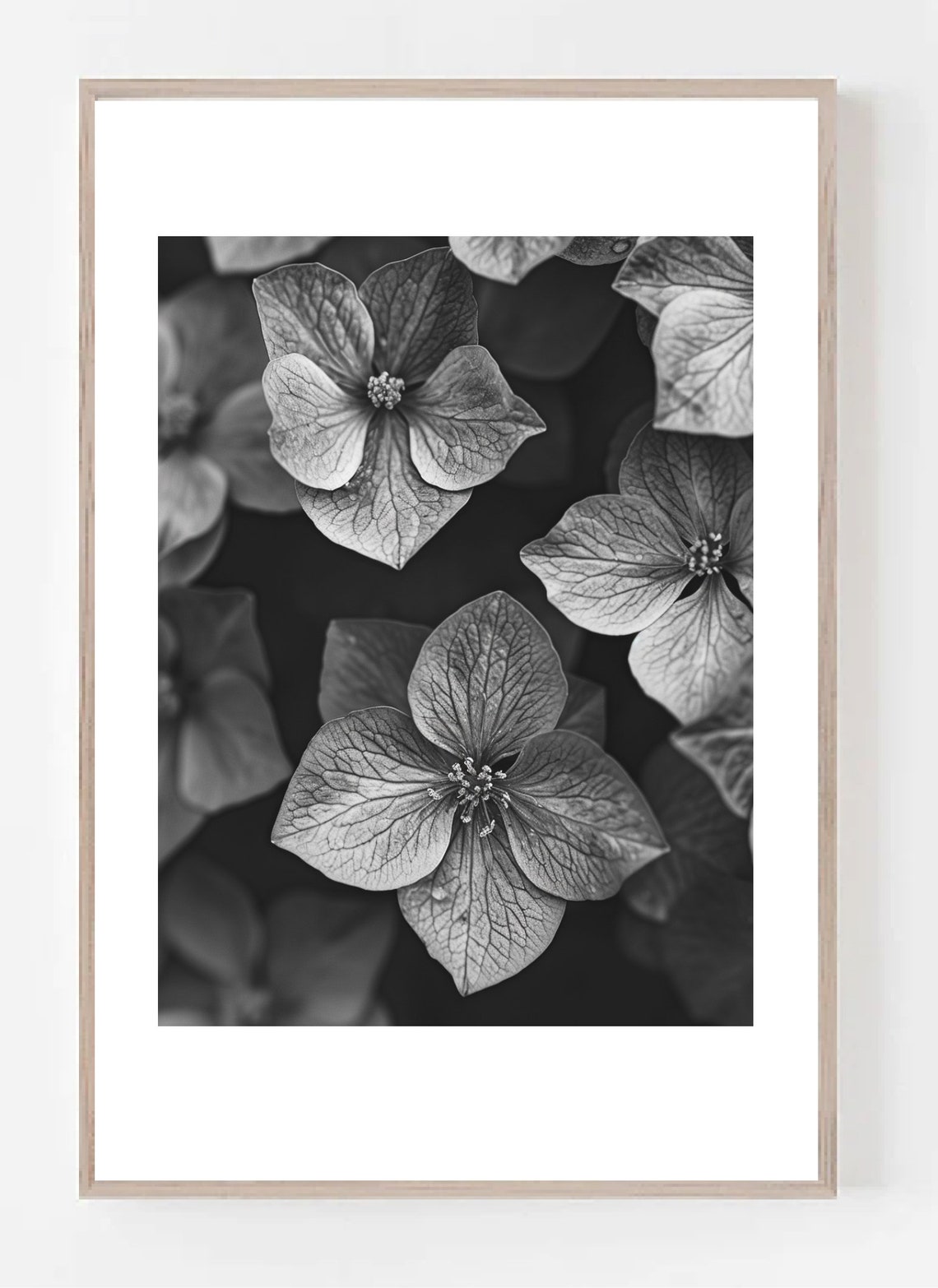Poinsettia Flower Black And White, Floral Art Print - Image 3