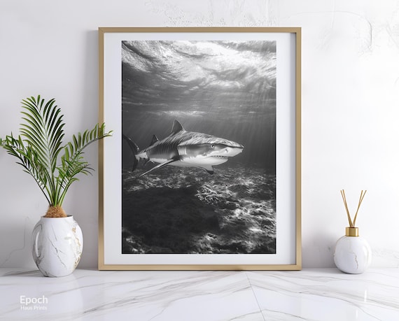 Black And White Tiger Shark Over A Rocky Reef Photography Poster