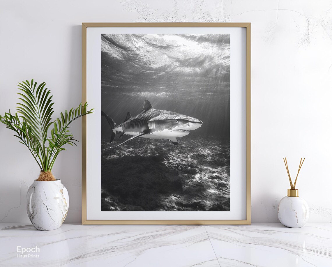 Black And White Tiger Shark Over A Rocky Reef Photography Poster