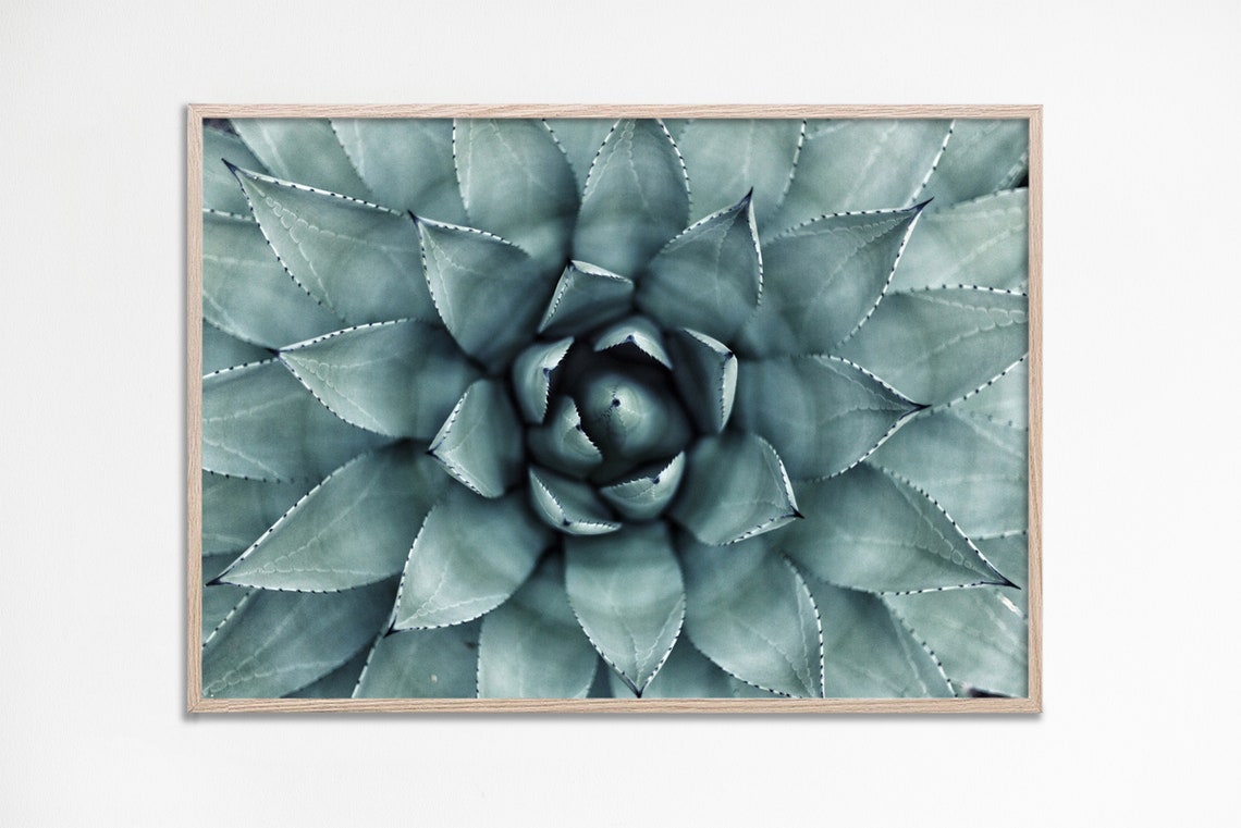 Succulent Print Wall Art Cactus Botanical Prints Photo Gift
