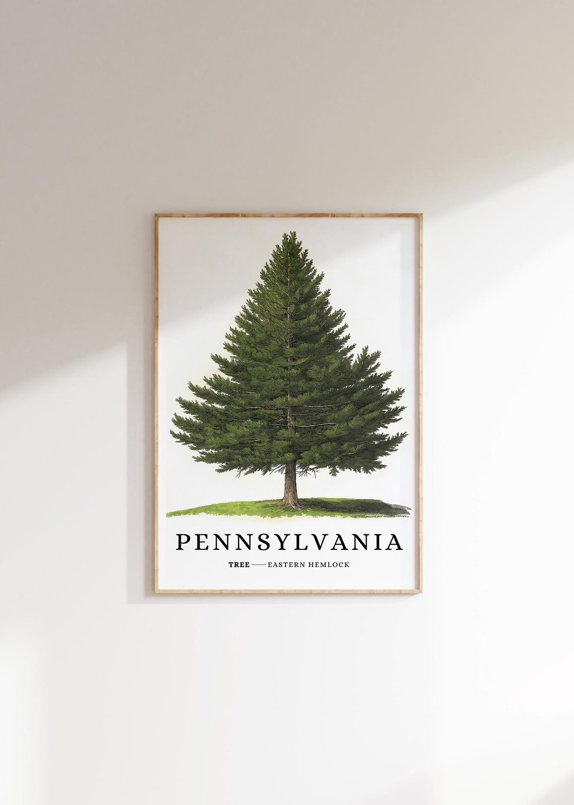 Pennsylvania Eastern Hemlock Tree Botanical Evergreen State Poster