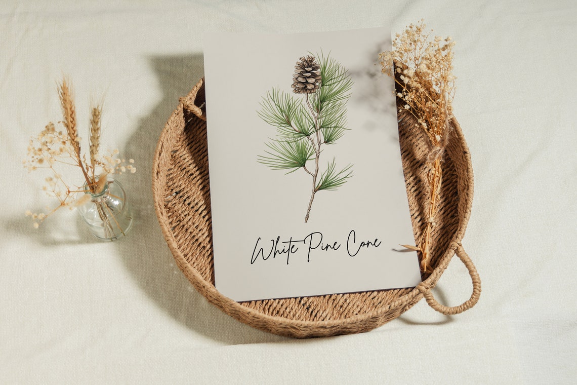 White Pine Cone Botanical Watercolor State Flower Minimalist Art Print - Image 3