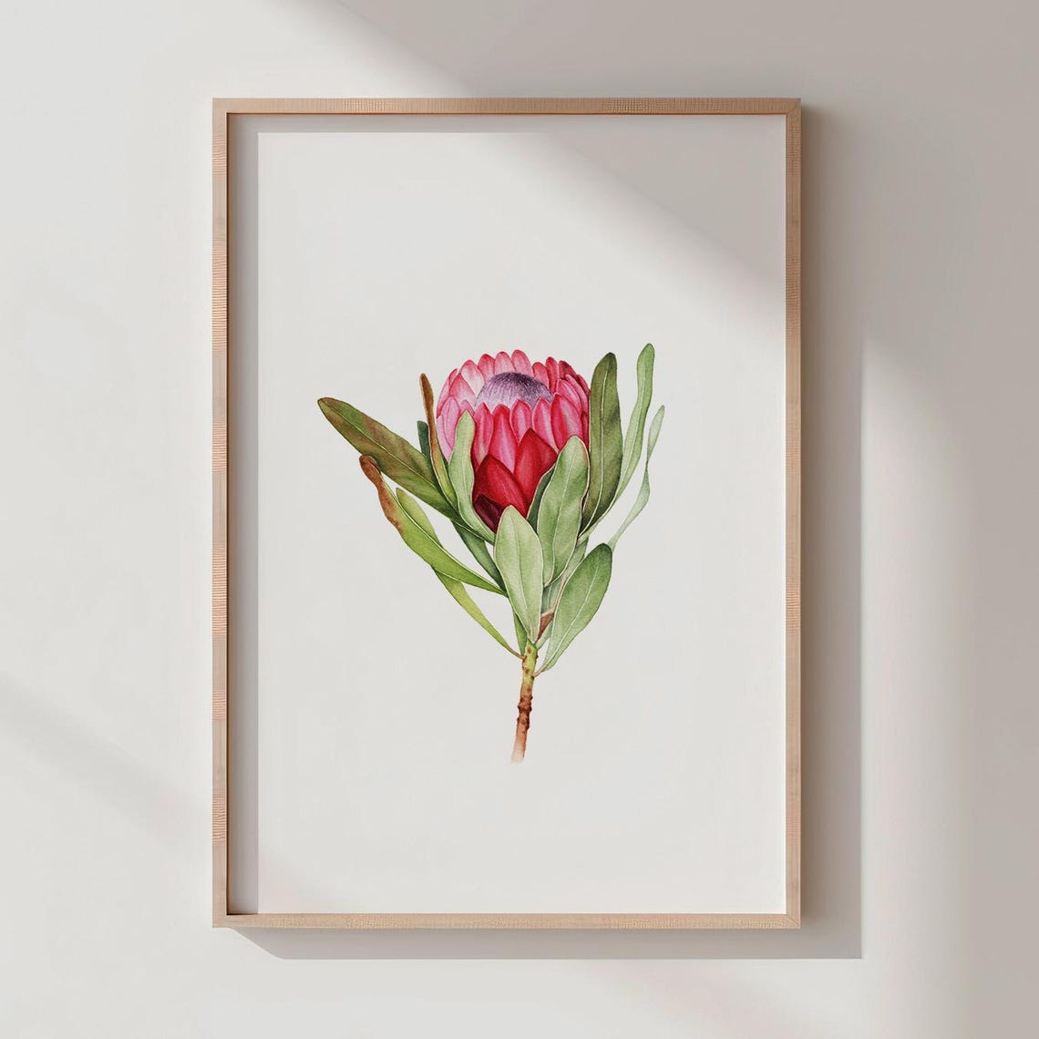 South African Pink Protea Bloom Watercolor Botanical Art Poster
