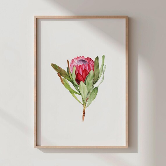 Protea Watercolor Print Boho Botanical Wall Art