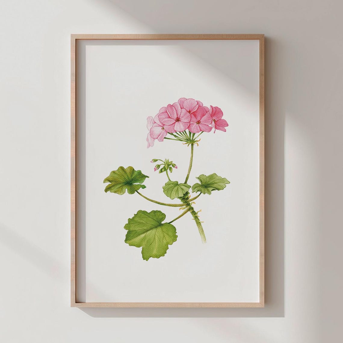 Pink Geranium Bloom Watercolor Botanical Flower Art Print Decor