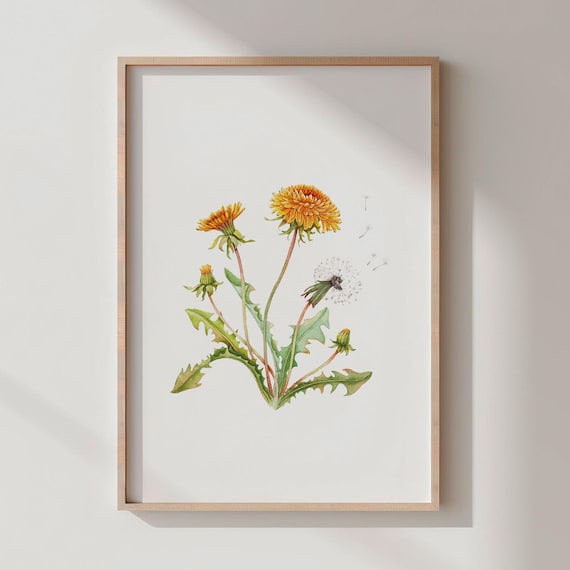 Dandelion Watercolor Print Botanical Wall Art