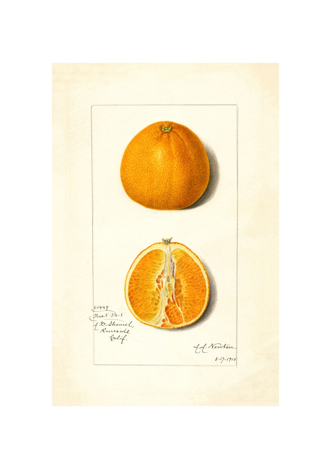 Pomological Watercolor Collection Sweet Orange C 1886 1916 Giclee Fine Art Print Framedunframedcanvas