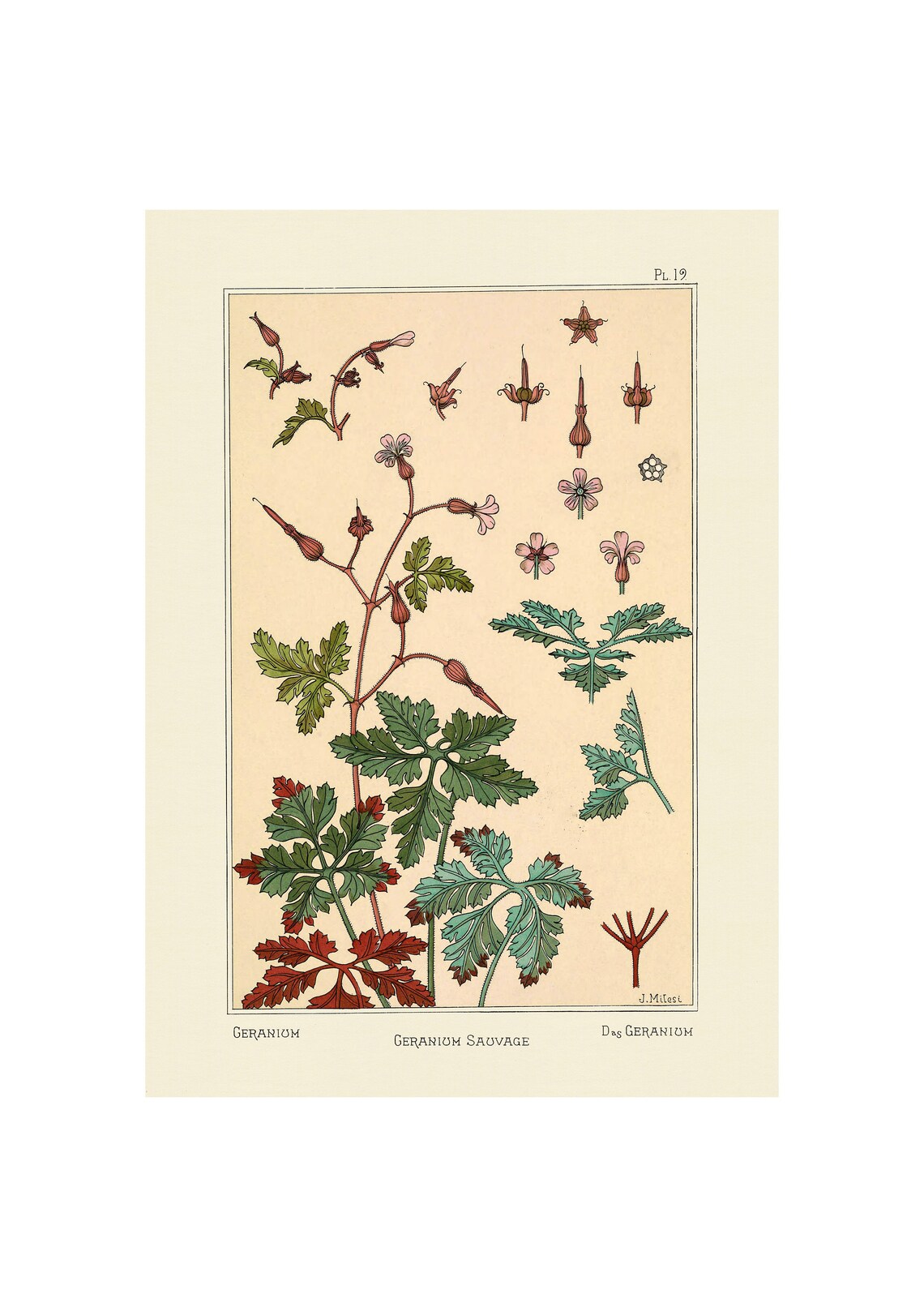 Plants And Their Application To Ornament, Geranium