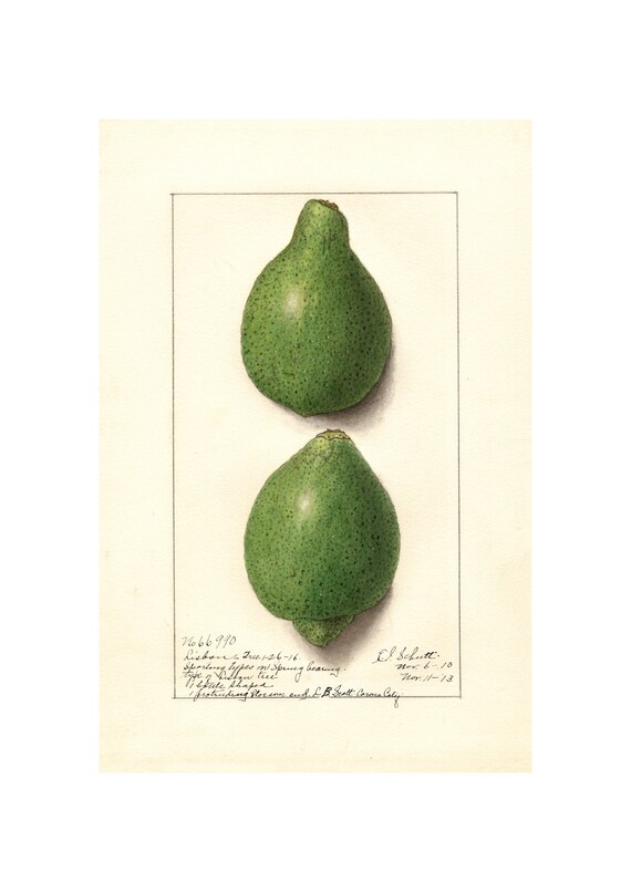 Pomological Watercolor Collection Green Lemons C 1886 1916 Giclee Fine Art Print Framedunframedcanvas