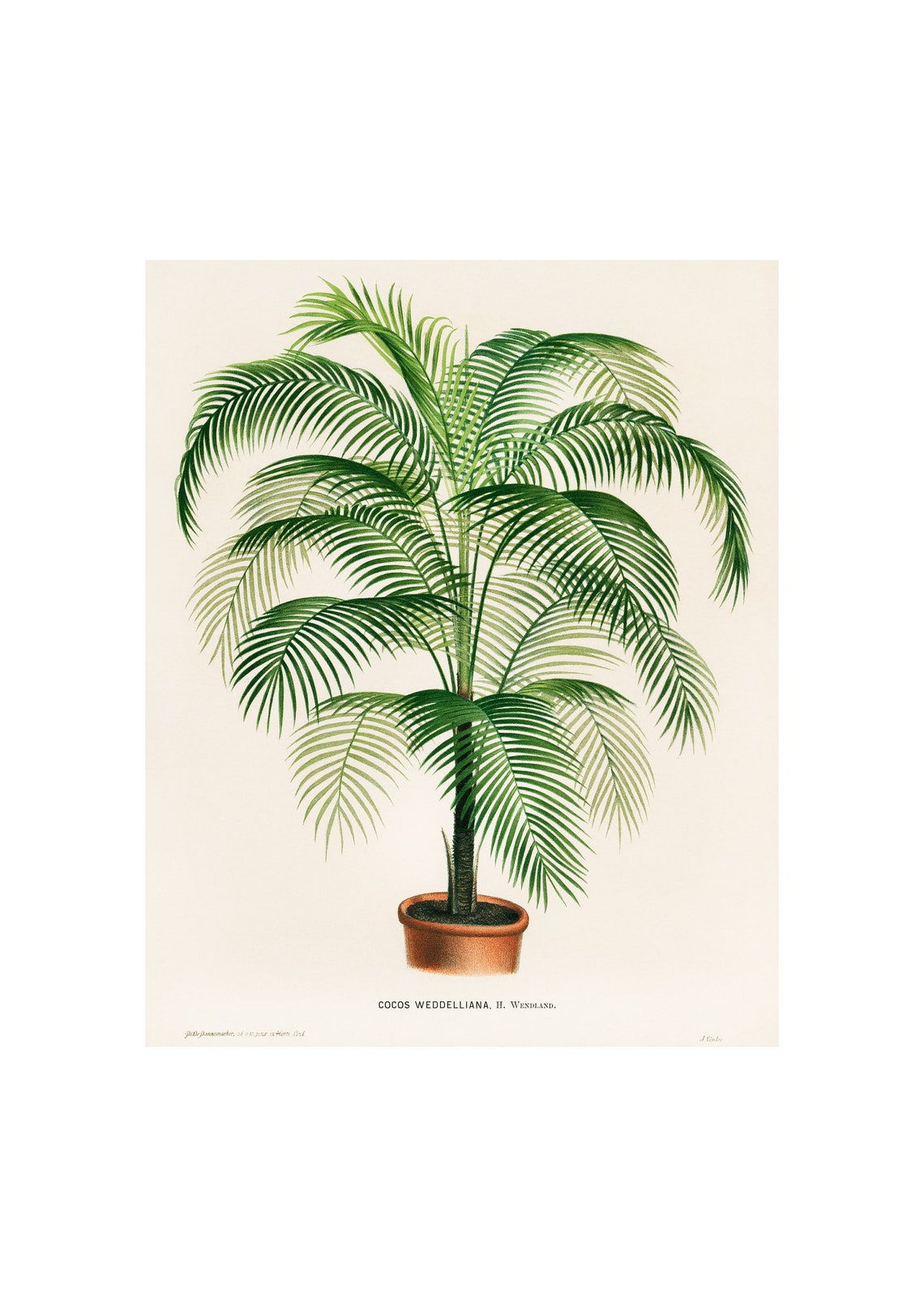 Weddell Palm Cocos Weddelliana Antique Botanical Lithograph Poster