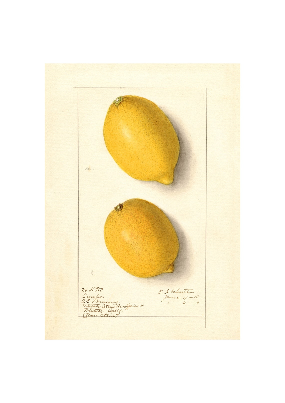 Eureka Lemon Antique Pomological Watercolor 1910 Citrus Fruit Poster