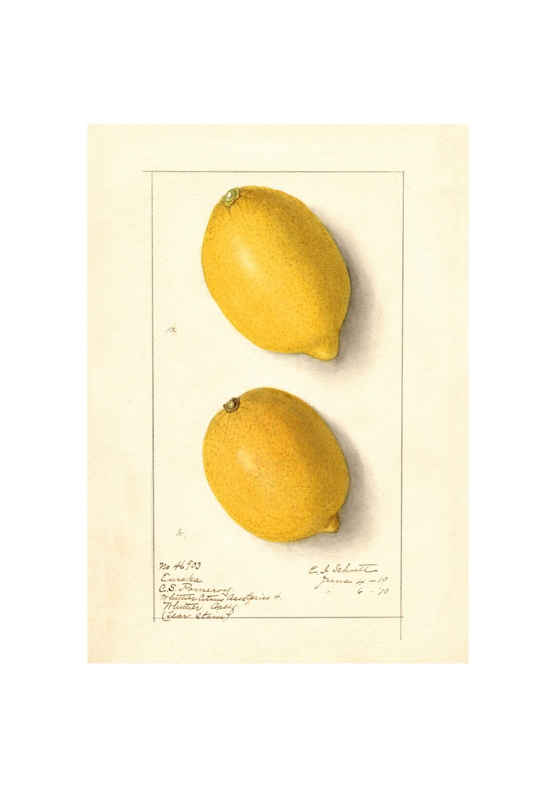 Pomological Watercolor Collection Lemon C 1886 1916 Giclee Fine Art Print Framedunframedcanvas