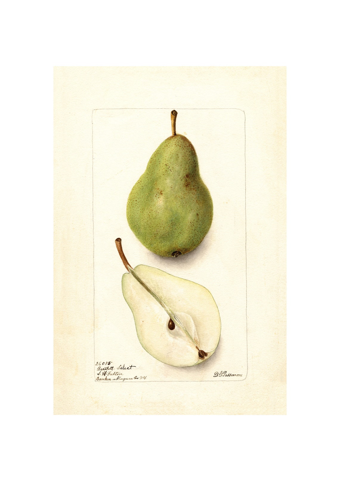 Bartlett Select Pear Antique Pomological Watercolor Fruit Art Poster