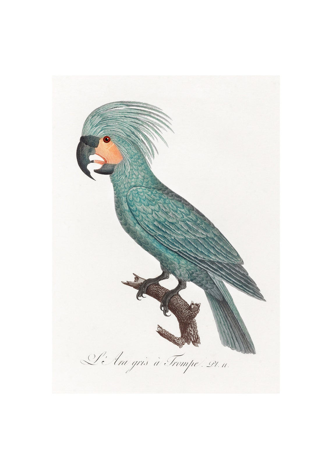 L Ara Gris a Trompe Grey Cockatoo Antique Bird Engraving Poster