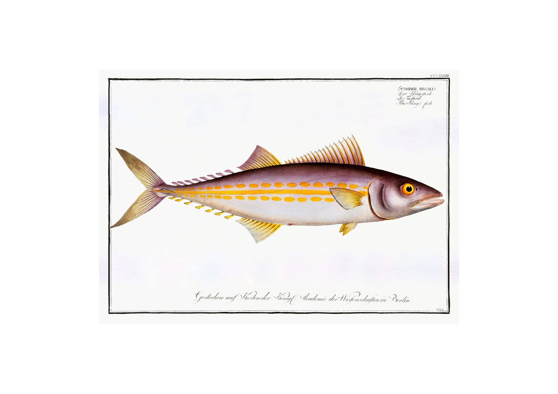 Kingfish Mackerel Antique Fish Engraving Scomber Regalis Poster