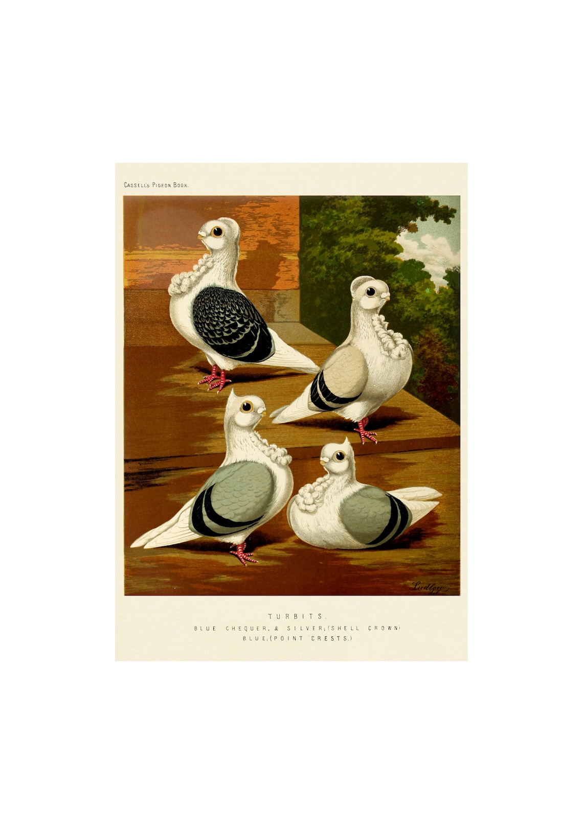 Turbit Pigeons Antique Lithograph, Vintage Bird Study