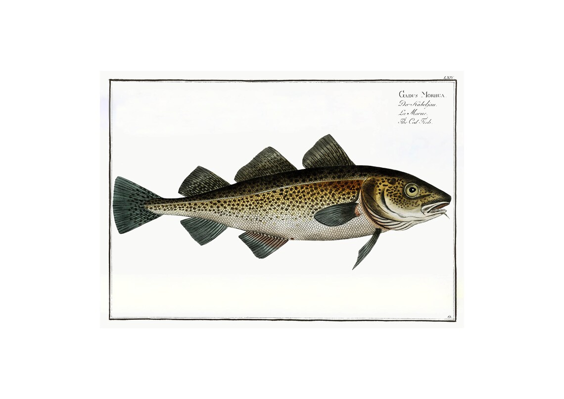 Cod Fish Antique Lithograph, Ocean Sea Life