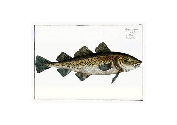 Cod Fish Antique Lithograph, Ocean Sea Life
