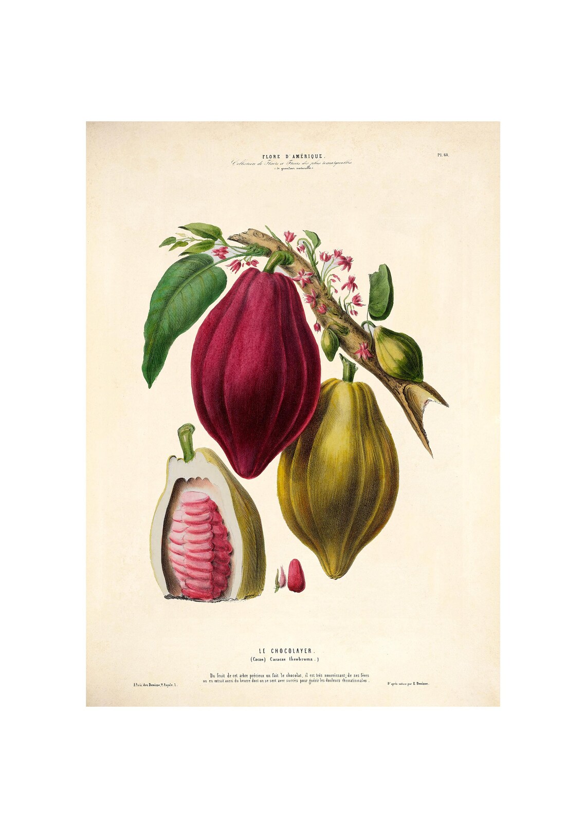Chocolate Plant Cacao Tree Botanical Art Print