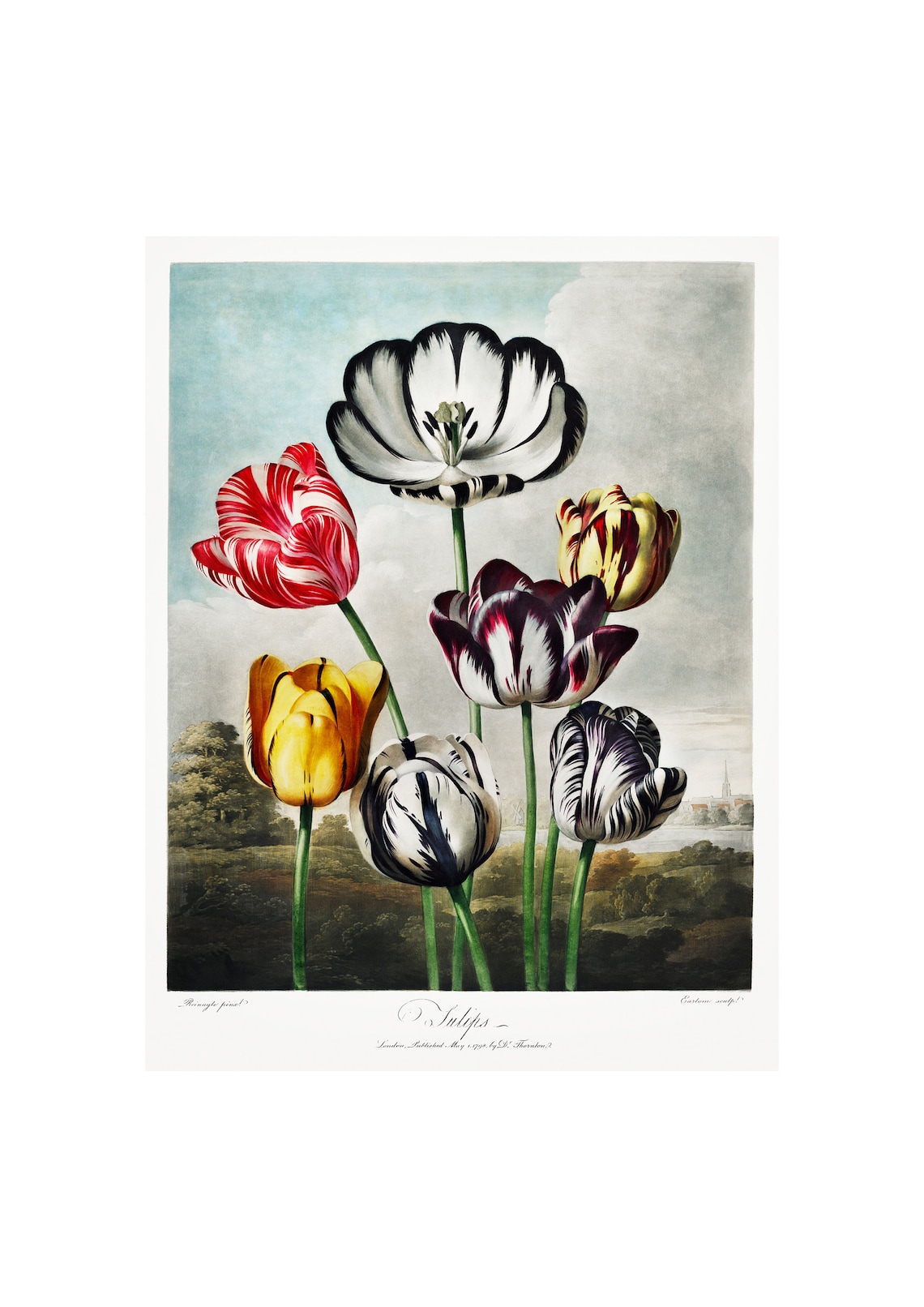 Tulips Antique Lithograph By Robert Thornton, Art Print