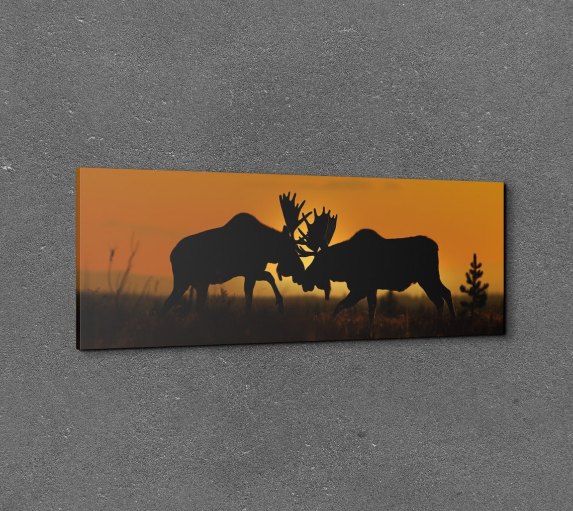 Clashing Moose at Sunset Wildlife Silhouette Panorama Wall Art - Image 2