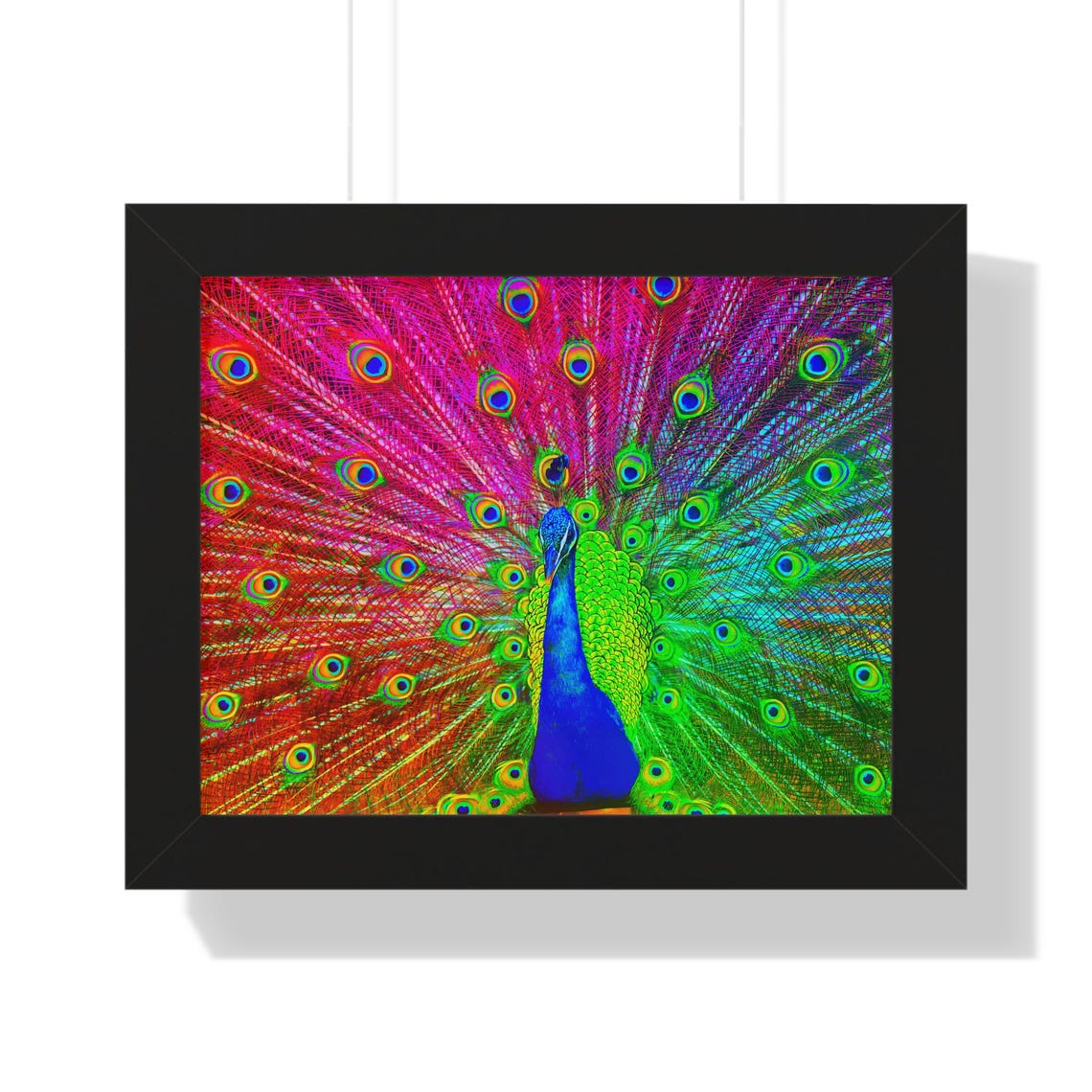 Vibrant Rainbow Peacock Display With Fanned Tail Framed Poster